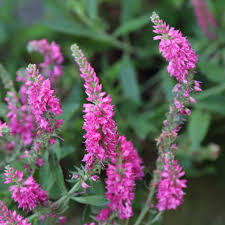 Attēlu rezultāti vaicājumam “Veronica spicata fruit”