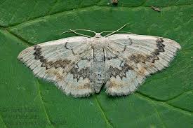 Attēlu rezultāti vaicājumam “Cyclophora annularia”