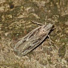 Attēlu rezultāti vaicājumam “Gelechia scotinella”