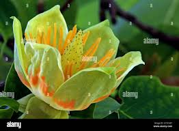 Attēlu rezultāti vaicājumam “Liriodendron tulipifera fruit”