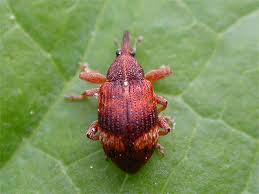 Attēlu rezultāti vaicājumam “Anthonomus phyllocola”