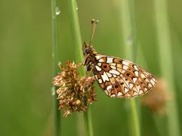 Attēlu rezultāti vaicājumam “Clossiana selene”