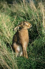 Attēlu rezultāti vaicājumam “Lepus europaeus”