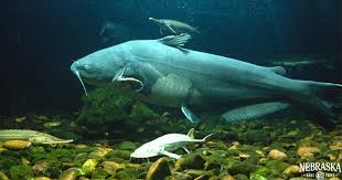 Image result for Ictalurus furcatus