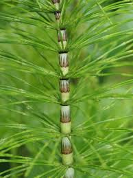 Attēlu rezultāti vaicājumam “Equisetum telmateia”