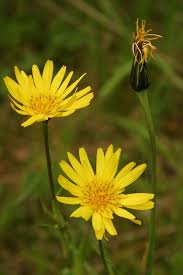 Image result for Tragopogon pratensis