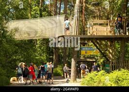 Image result for Go Ape! Alice Holt