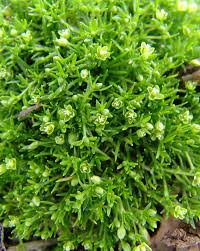 Attēlu rezultāti vaicājumam “Scleranthus annuus flower”