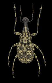 Attēlu rezultāti vaicājumam “Anthribidae”