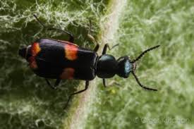 Attēlu rezultāti vaicājumam “Anthocomus fasciatus”