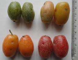 Attēlu rezultāti vaicājumam “Typha latifolia fruit”
