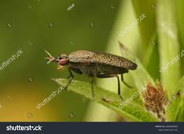 Attēlu rezultāti vaicājumam “Coremacera marginata”