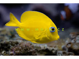 Image result for Acanthurus coeruleus