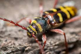 Attēlu rezultāti vaicājumam “Plagionotus detritus imago”