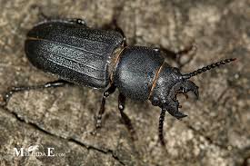 Attēlu rezultāti vaicājumam “Spondylis buprestoides”