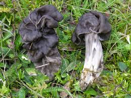 Attēlu rezultāti vaicājumam “Helvella lacunosa”