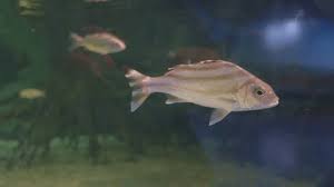 Image result for Pomadasys commersonnii