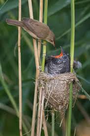 Attēlu rezultāti vaicājumam “Cuculus canorus juvenile”