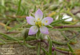 Attēlu rezultāti vaicājumam “Spergularia marina”