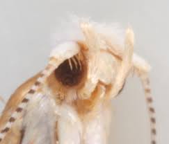 Attēlu rezultāti vaicājumam “Argyresthia pruniella”