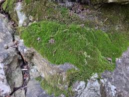 Attēlu rezultāti vaicājumam “Rhynchostegiella tenella sporophyte”