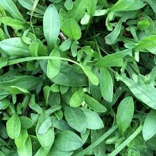 Attēlu rezultāti vaicājumam “Rumex acetosa leaf”