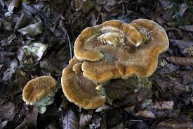 Attēlu rezultāti vaicājumam “Bondarzewia mesenterica”