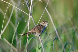 Image result for Locustella naevia