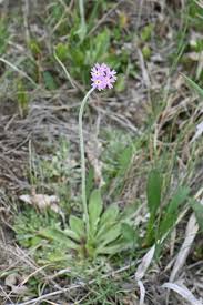 Attēlu rezultāti vaicājumam “Primula farinosa fruit”