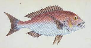 Image result for Dentex dentex