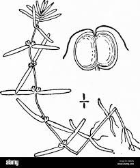 Attēlu rezultāti vaicājumam “Callitriche verna leaf”