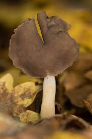 Attēlu rezultāti vaicājumam “Helvella elastica”