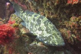 Image result for Mycteroperca rubra