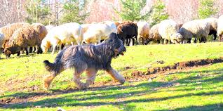 Image result for Herdings Park Football Club