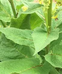 Attēlu rezultāti vaicājumam “Verbascum nigrum leaf”