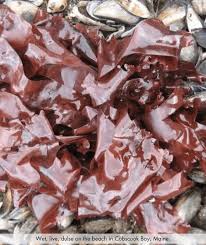 Attēlu rezultāti vaicājumam “Enteridium olivaceum”