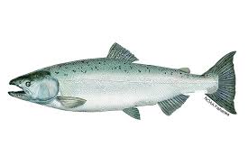 Image result for Oncorhynchus
