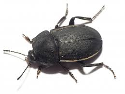 Attēlu rezultāti vaicājumam “Silpha obscura”