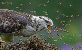 Attēlu rezultāti vaicājumam “Pernis apivorus”