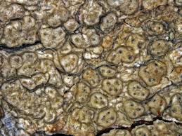 Attēlu rezultāti vaicājumam “Pertusaria pertusa”