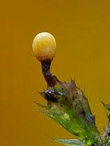 Attēlu rezultāti vaicājumam “Trichia ambigua”