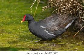 Attēlu rezultāti vaicājumam “Gallinula chloropus”