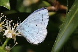 Attēlu rezultāti vaicājumam “Celastrina argiolus male”
