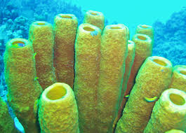 Attēlu rezultāti vaicājumam “Tubifera applanata sessile”