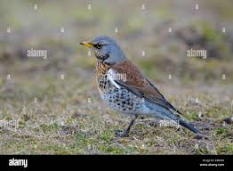 Attēlu rezultāti vaicājumam “Turdus pilaris adult”