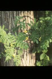 Attēlu rezultāti vaicājumam “Caragana arborescens fruit”