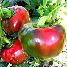 Afbeeldingsresultaat voor topepo giallo sweet pepper