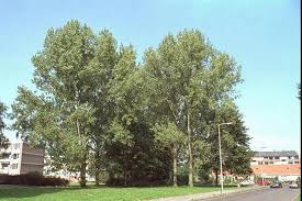 Attēlu rezultāti vaicājumam “Populus x jackii”