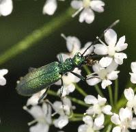Attēlu rezultāti vaicājumam “Chrysanthia viridissima”