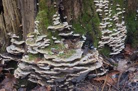 Attēlu rezultāti vaicājumam “Oxyporus”